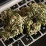 Considerations when selecting Weed Delivery in Toronto